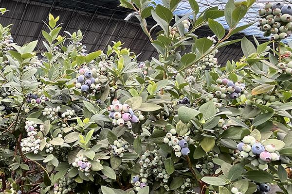 欧博abg官网(Allbet)会员登录入口